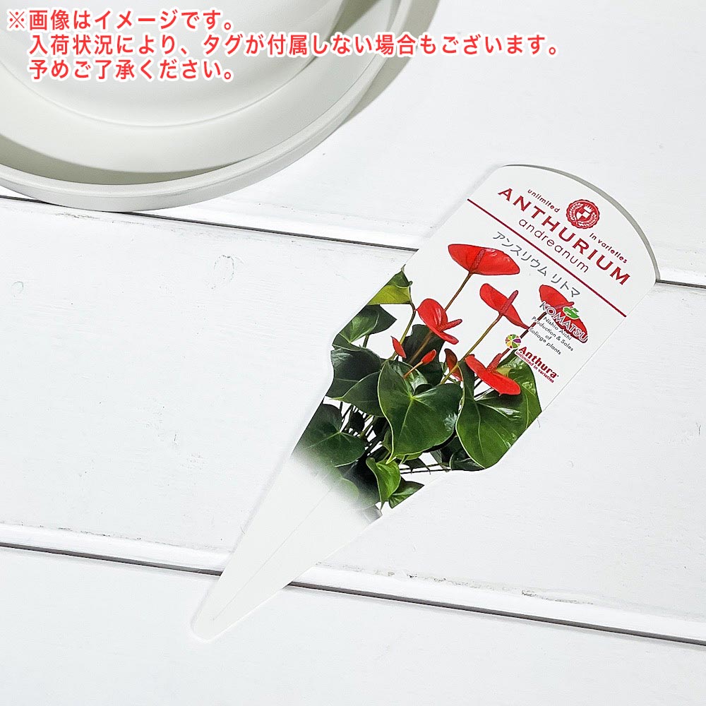 PLANCHU 観葉植物 アンスリウム リトマ 6号鉢 受け皿付き 育て方説明書付き Anthurium andraeanum ‘Ritma’ アンスリューム アロイド 鉢花 珍しいオールレッド