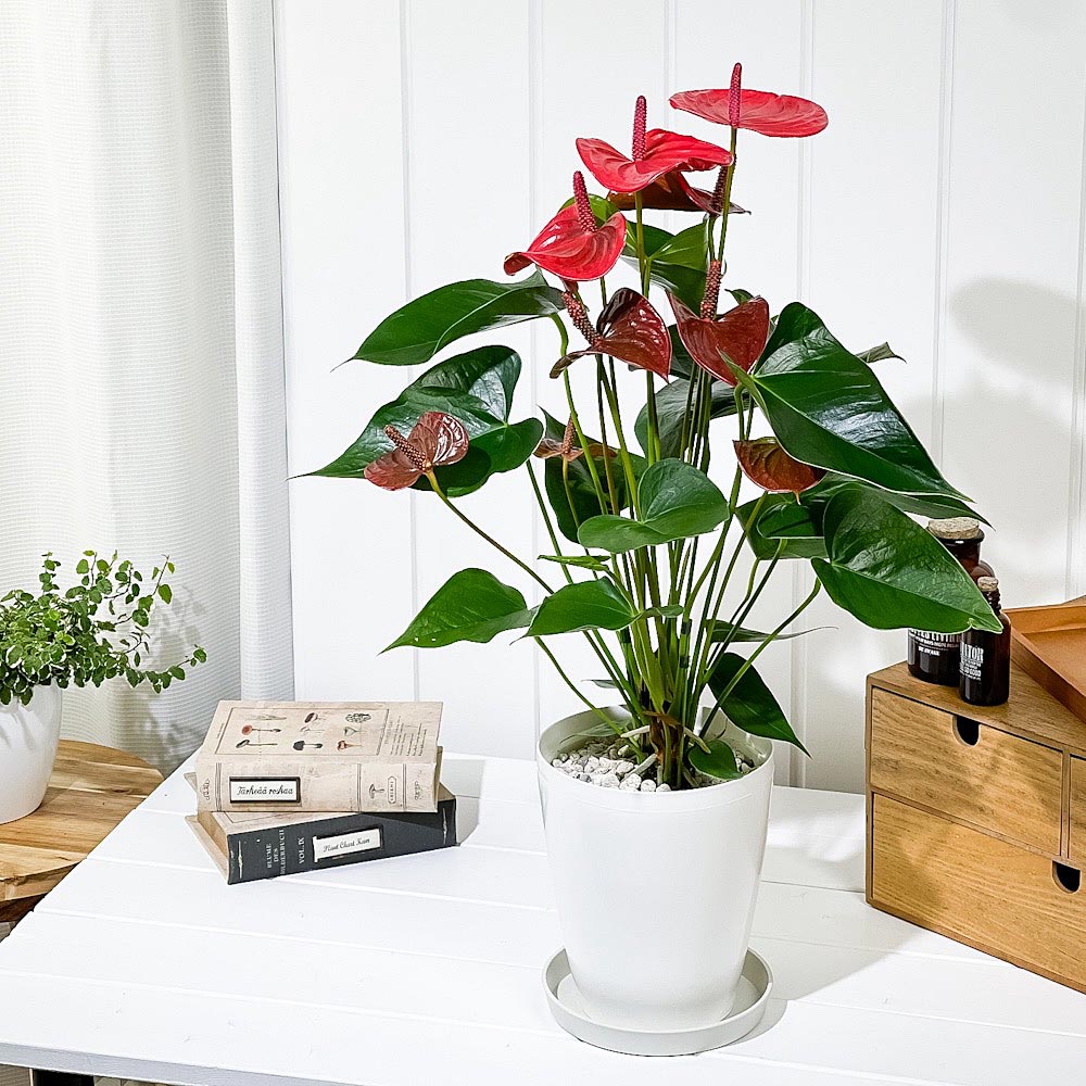 PLANCHU 観葉植物 アンスリウム リトマ 6号鉢 受け皿付き 育て方説明書付き Anthurium andraeanum ‘Ritma’ アンスリューム アロイド 鉢花 珍しいオールレッド