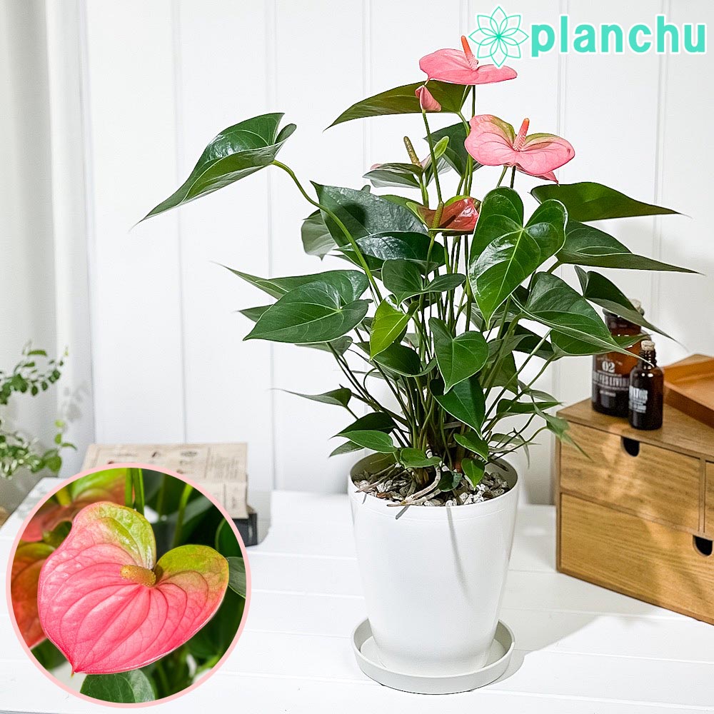 PLANCHU 観葉植物 アンスリウム パンドラ 6号鉢 受け皿付き 育て方説明書付き Anthurium andraeanum ‘Pandora’ アンスリューム アロイド 鉢花 ピンク系