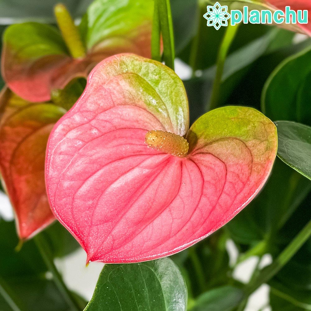 PLANCHU 観葉植物 アンスリウム パンドラ 6号鉢 受け皿付き 育て方説明書付き Anthurium andraeanum ‘Pandora’ アンスリューム アロイド 鉢花 ピンク系