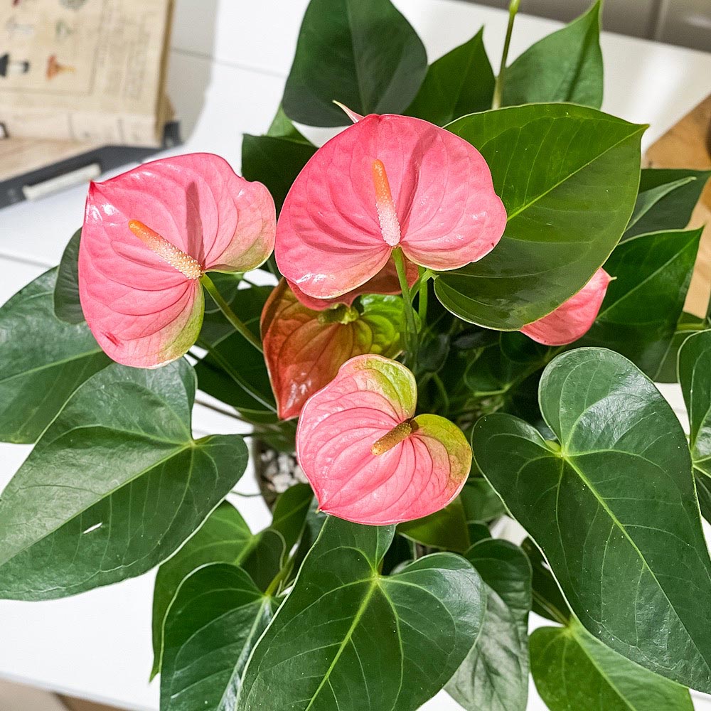 PLANCHU 観葉植物 アンスリウム パンドラ 6号鉢 受け皿付き 育て方説明書付き Anthurium andraeanum ‘Pandora’ アンスリューム アロイド 鉢花 ピンク系