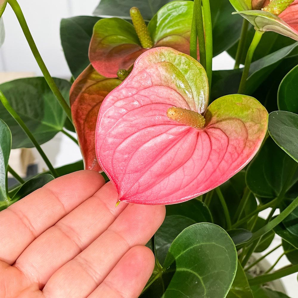 PLANCHU 観葉植物 アンスリウム パンドラ 6号鉢 受け皿付き 育て方説明書付き Anthurium andraeanum ‘Pandora’ アンスリューム アロイド 鉢花 ピンク系