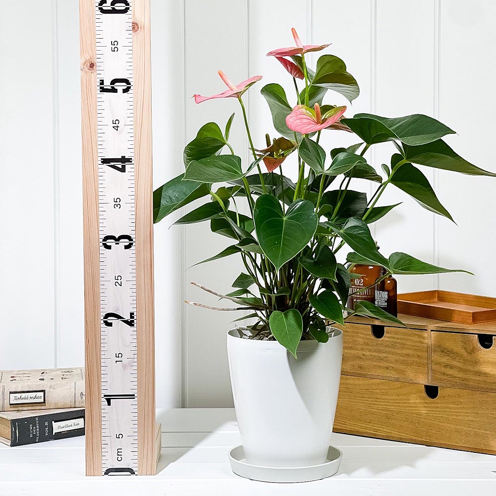 PLANCHU 観葉植物 アンスリウム パンドラ 6号鉢 受け皿付き 育て方説明書付き Anthurium andraeanum ‘Pandora’ アンスリューム アロイド 鉢花 ピンク系