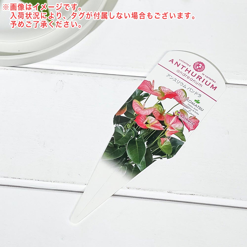 PLANCHU 観葉植物 アンスリウム パンドラ 6号鉢 受け皿付き 育て方説明書付き Anthurium andraeanum ‘Pandora’ アンスリューム アロイド 鉢花 ピンク系