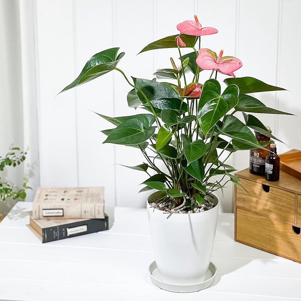 PLANCHU 観葉植物 アンスリウム パンドラ 6号鉢 受け皿付き 育て方説明書付き Anthurium andraeanum ‘Pandora’ アンスリューム アロイド 鉢花 ピンク系