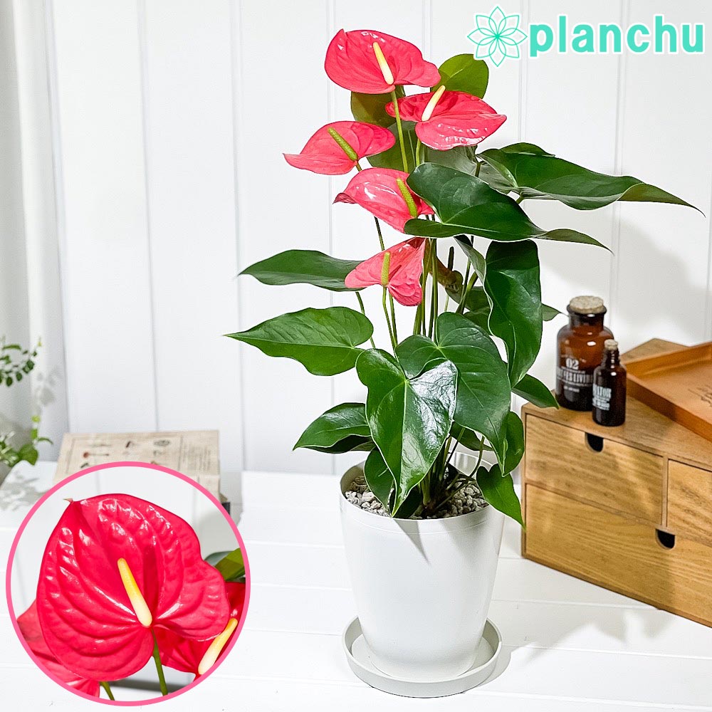 PLANCHU 観葉植物 アンスリウム カリフォルニア 6号鉢 受け皿付き 育て方説明書付き Anthurium andraeanum ‘California’ アンスリューム アロイド 鉢花 ピンク系