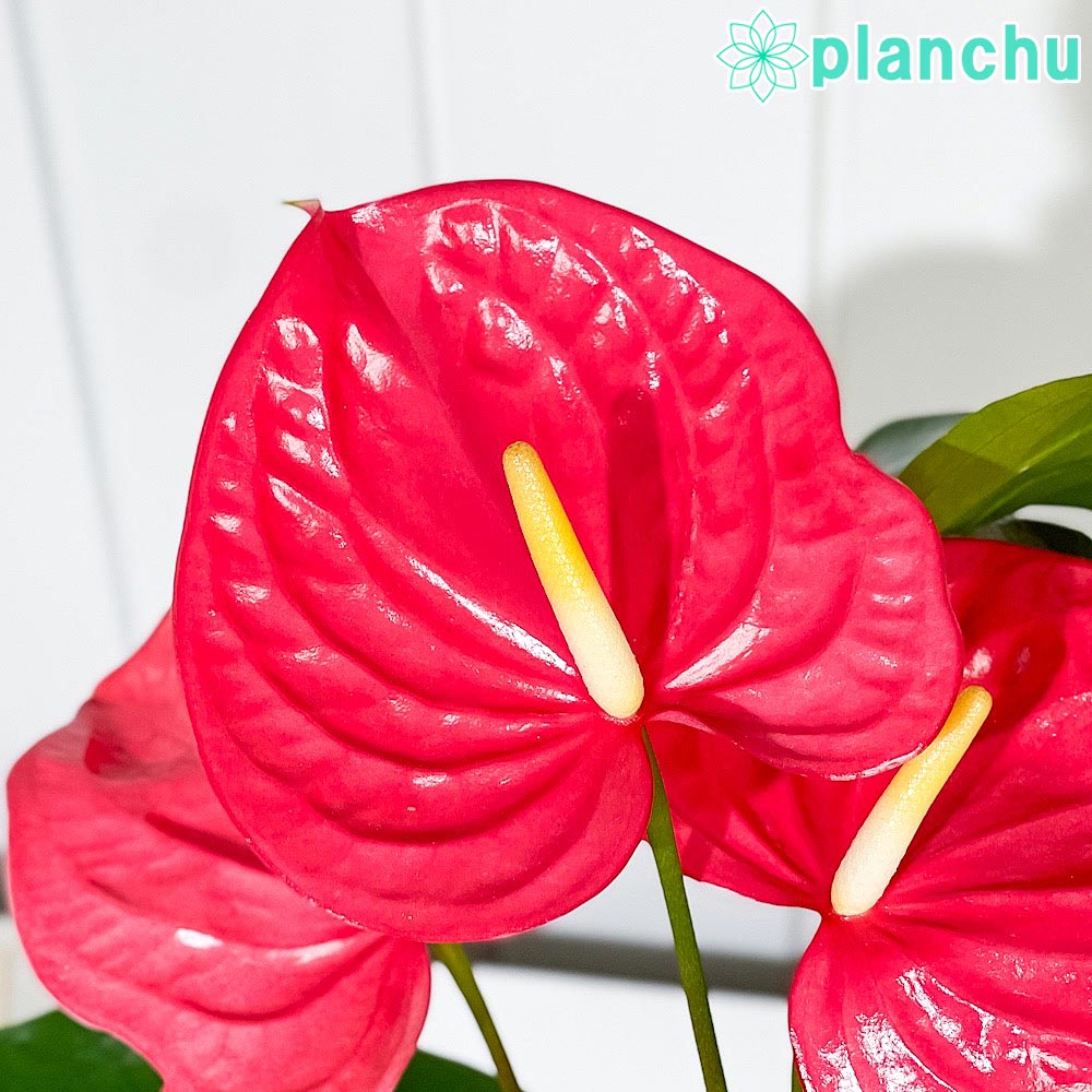 PLANCHU 観葉植物 アンスリウム カリフォルニア 6号鉢 受け皿付き 育て方説明書付き Anthurium andraeanum ‘California’ アンスリューム アロイド 鉢花 ピンク系