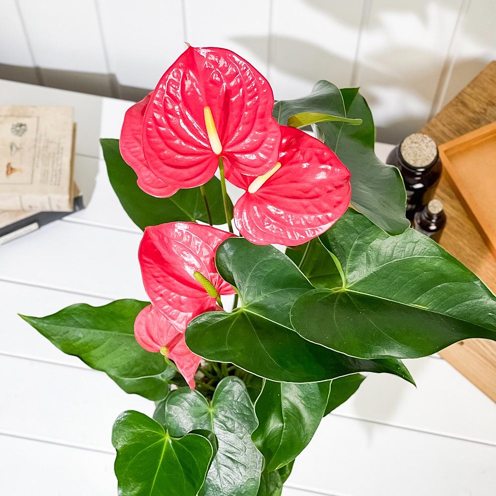 PLANCHU 観葉植物 アンスリウム カリフォルニア 6号鉢 受け皿付き 育て方説明書付き Anthurium andraeanum ‘California’ アンスリューム アロイド 鉢花 ピンク系