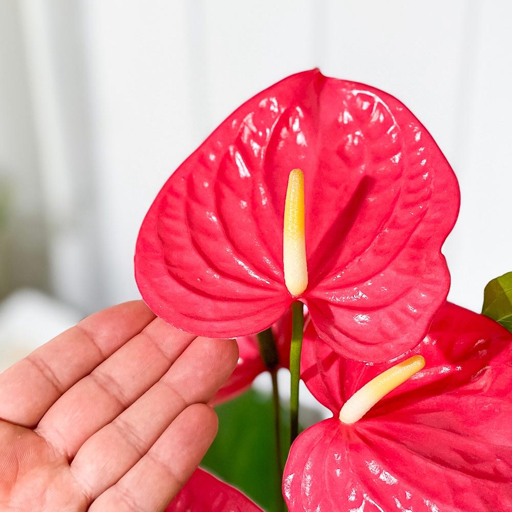 PLANCHU 観葉植物 アンスリウム カリフォルニア 6号鉢 受け皿付き 育て方説明書付き Anthurium andraeanum ‘California’ アンスリューム アロイド 鉢花 ピンク系