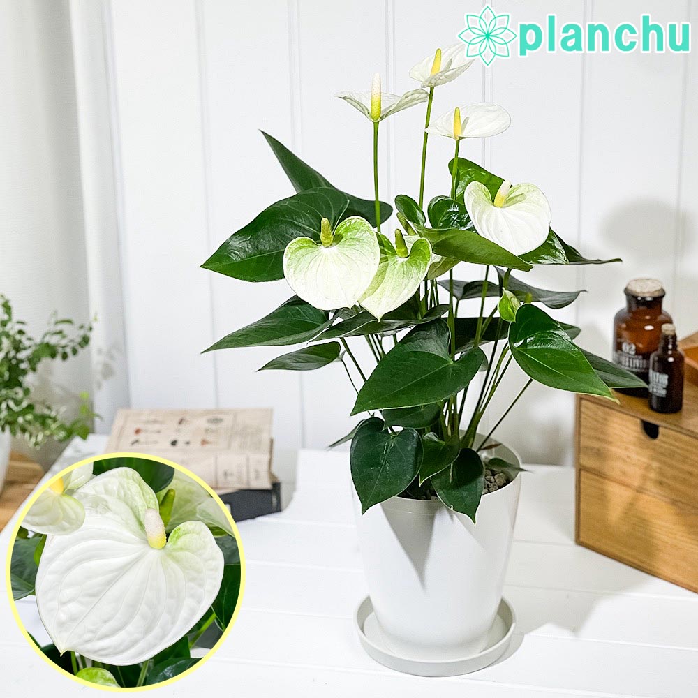 (アウトレット品)PLANCHU 観葉植物 アンスリウム ココス 6号鉢 受け皿付き 育て方説明書付き Anthurium ‘Cocos’ アンスリューム 鉢花 ホワイト
