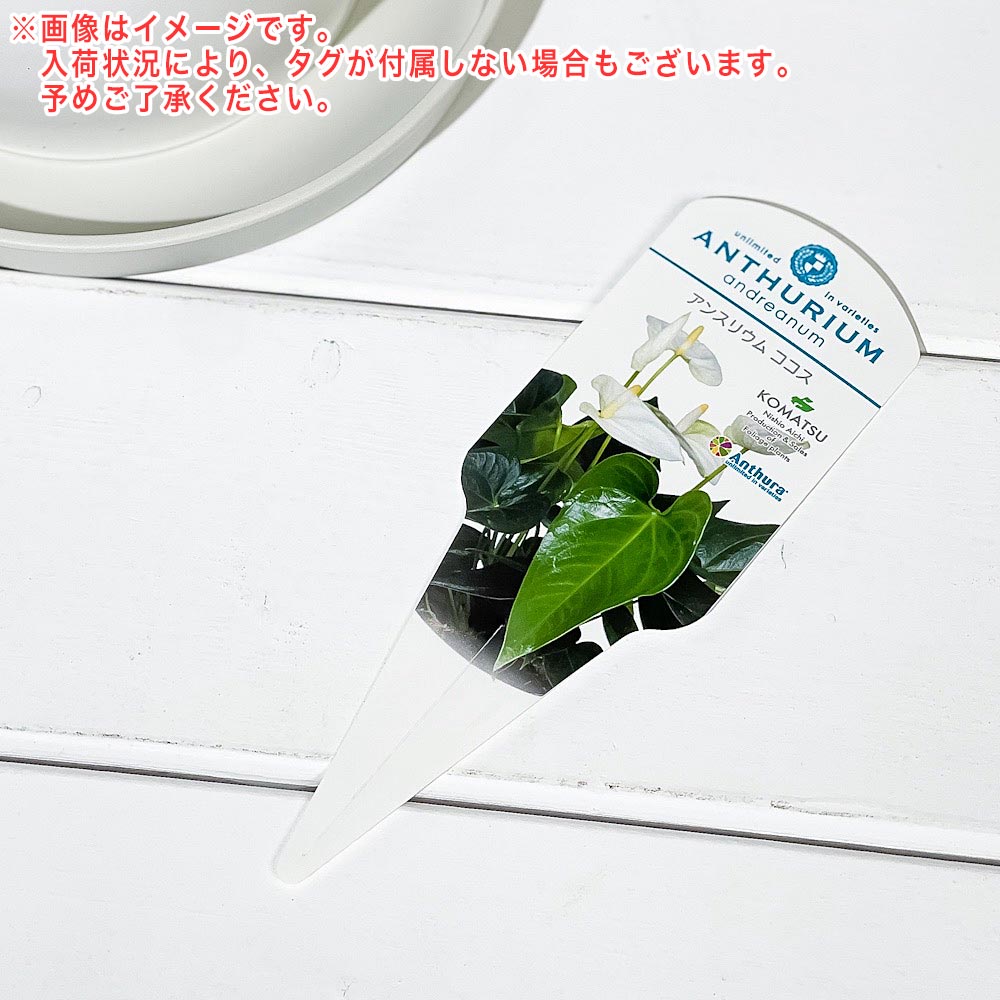 (アウトレット品)PLANCHU 観葉植物 アンスリウム ココス 6号鉢 受け皿付き 育て方説明書付き Anthurium ‘Cocos’ アンスリューム 鉢花 ホワイト