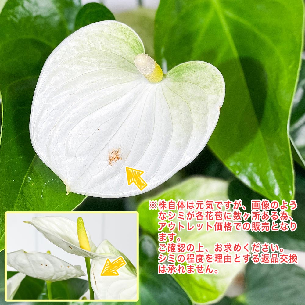 (アウトレット品)PLANCHU 観葉植物 アンスリウム ココス 6号鉢 受け皿付き 育て方説明書付き Anthurium ‘Cocos’ アンスリューム 鉢花 ホワイト