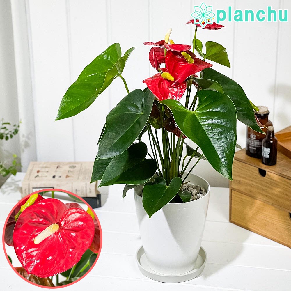 PLANCHU 観葉植物 アンスリウム ロイヤルチャンピオン 6号鉢 受け皿付き 育て方説明書付き Anthurium andraeanum ‘Royal Champion’ アンスリューム 鉢花 レッド系