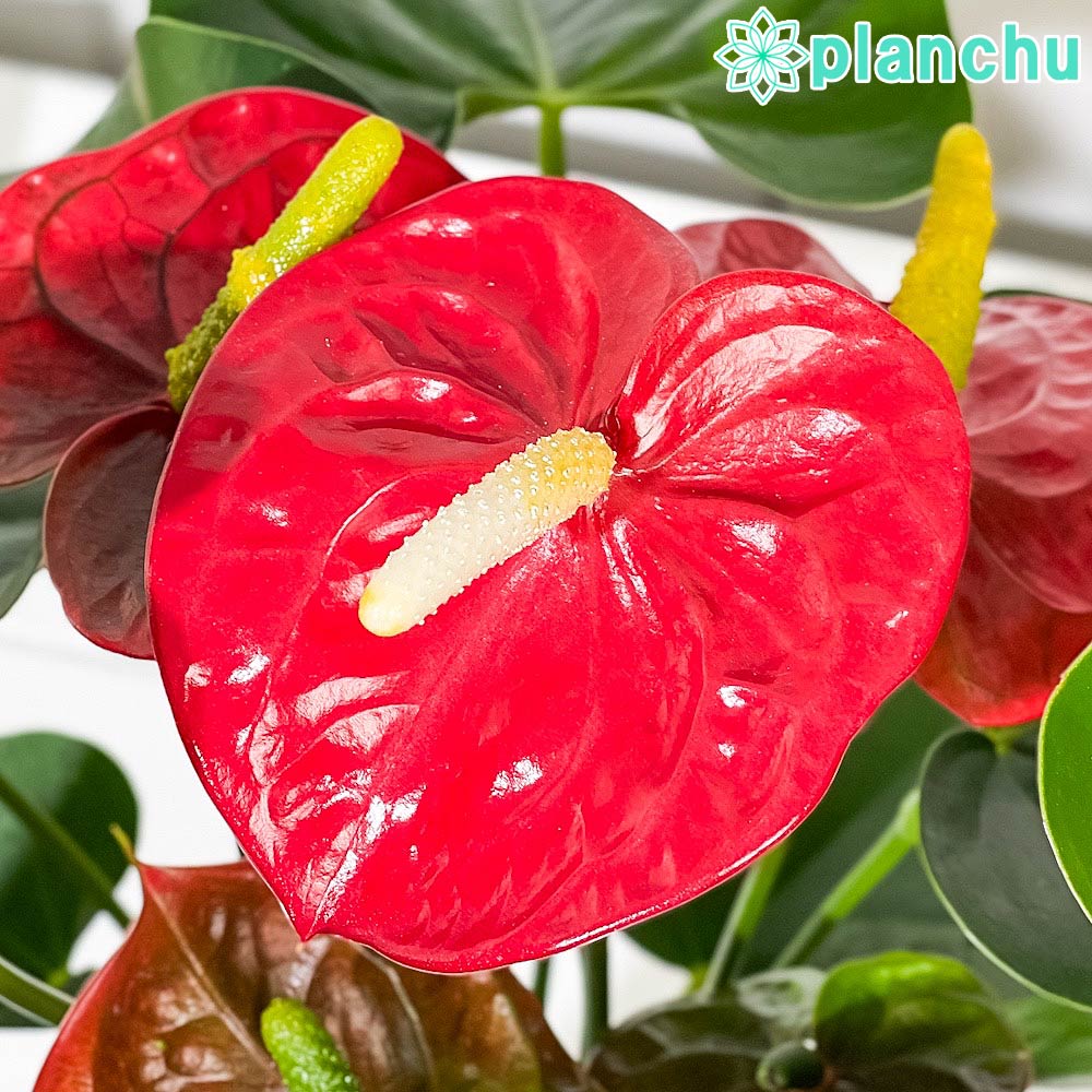 PLANCHU 観葉植物 アンスリウム ロイヤルチャンピオン 6号鉢 受け皿付き 育て方説明書付き Anthurium andraeanum ‘Royal Champion’ アンスリューム 鉢花 レッド系
