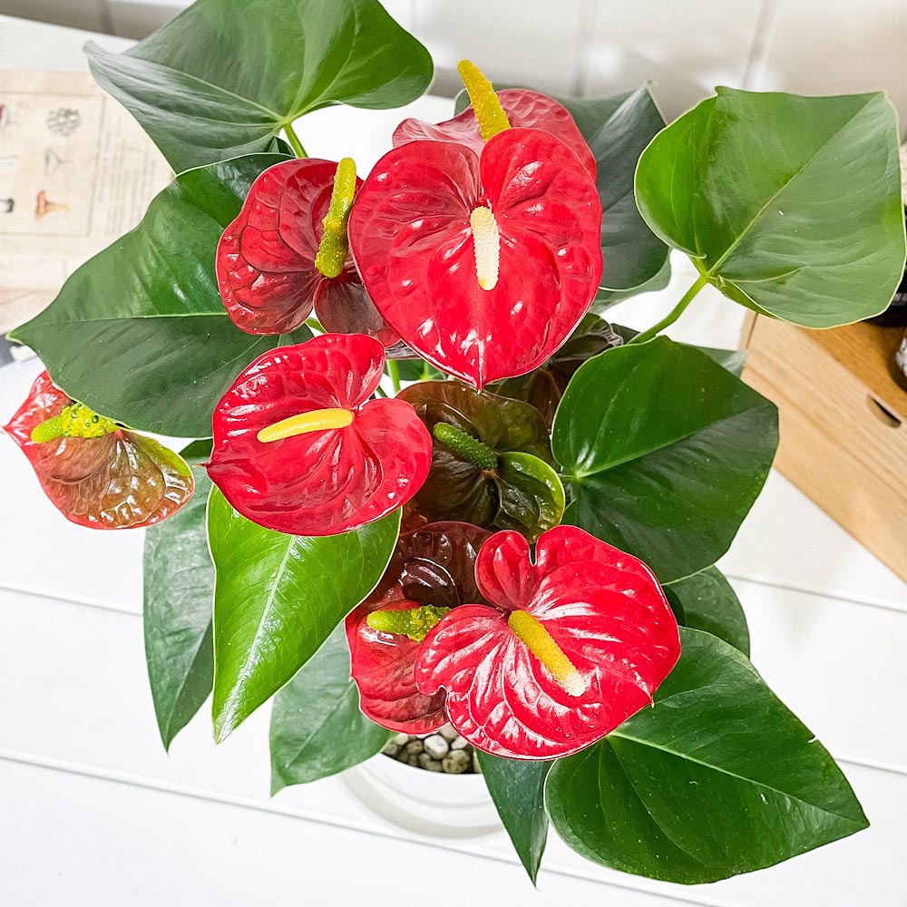 PLANCHU 観葉植物 アンスリウム ロイヤルチャンピオン 6号鉢 受け皿付き 育て方説明書付き Anthurium andraeanum ‘Royal Champion’ アンスリューム 鉢花 レッド系