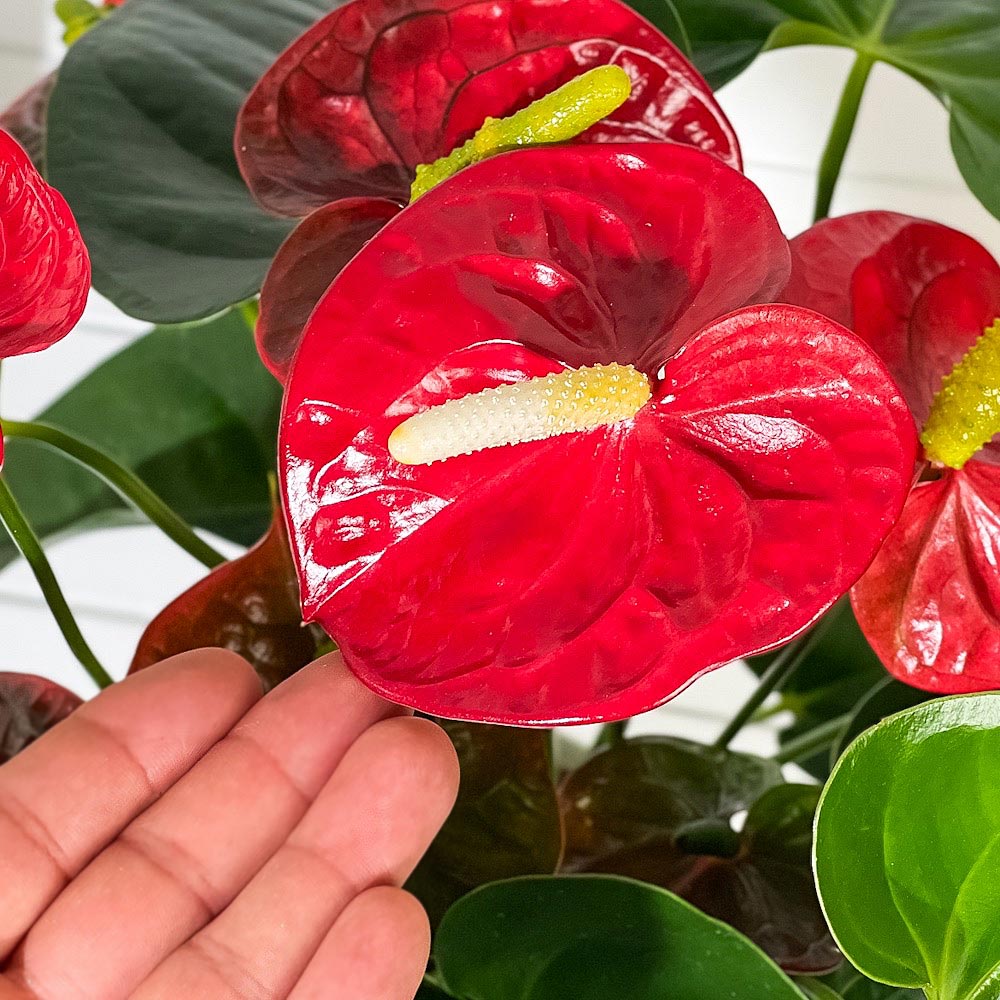 PLANCHU 観葉植物 アンスリウム ロイヤルチャンピオン 6号鉢 受け皿付き 育て方説明書付き Anthurium andraeanum ‘Royal Champion’ アンスリューム 鉢花 レッド系