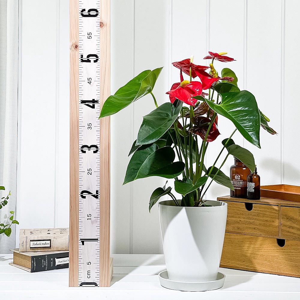 PLANCHU 観葉植物 アンスリウム ロイヤルチャンピオン 6号鉢 受け皿付き 育て方説明書付き Anthurium andraeanum ‘Royal Champion’ アンスリューム 鉢花 レッド系
