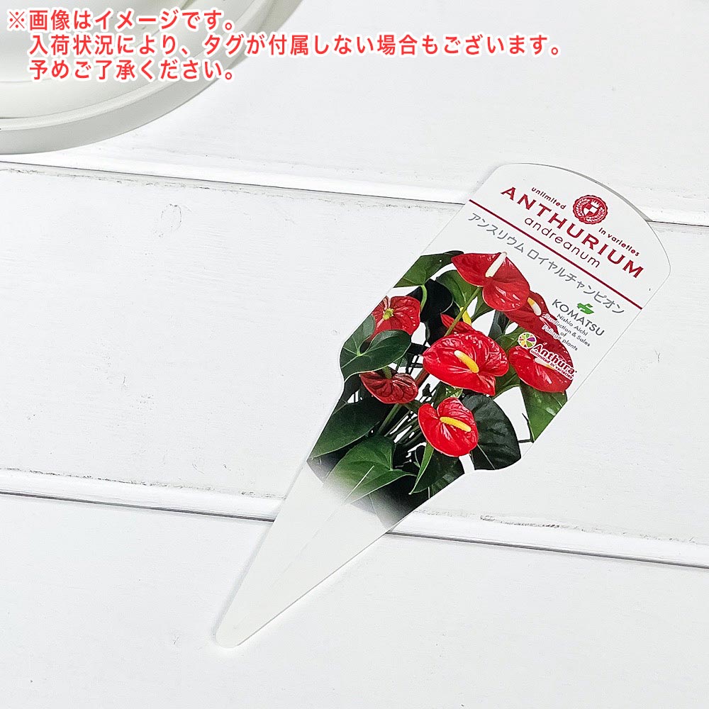 PLANCHU 観葉植物 アンスリウム ロイヤルチャンピオン 6号鉢 受け皿付き 育て方説明書付き Anthurium andraeanum ‘Royal Champion’ アンスリューム 鉢花 レッド系