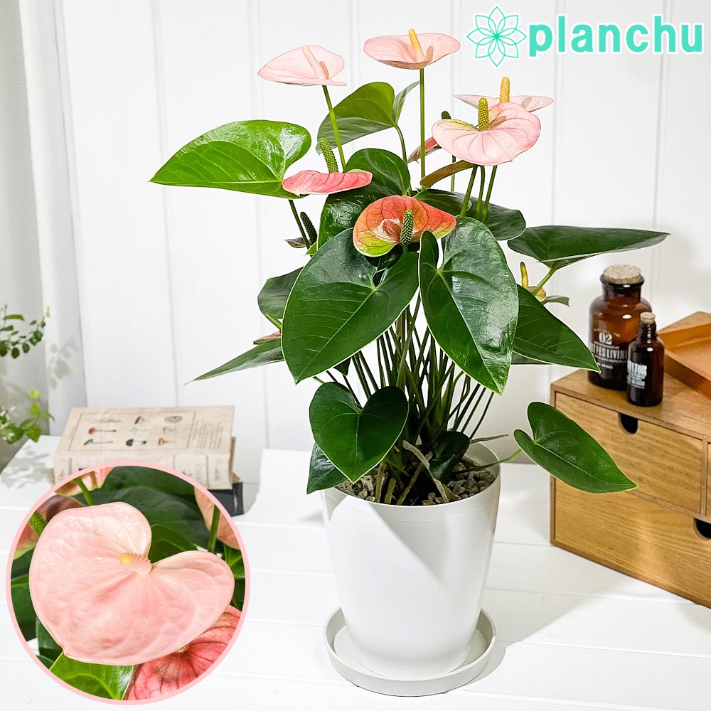 PLANCHU 観葉植物 アンスリウム スピリット 6号鉢 受け皿付き 育て方説明書付き Anthurium andraeanum ‘Spirit’ アンスリューム アロイド 鉢花 ピンク系