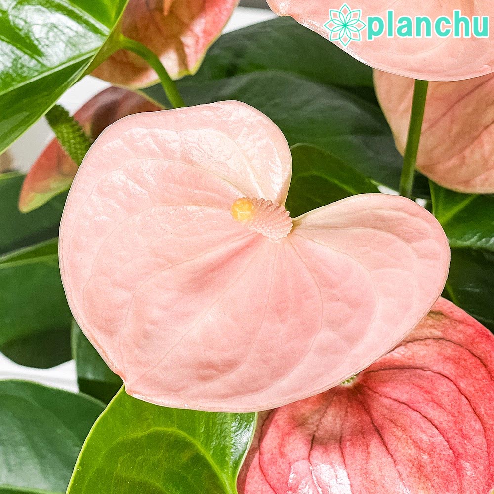 PLANCHU 観葉植物 アンスリウム スピリット 6号鉢 受け皿付き 育て方説明書付き Anthurium andraeanum ‘Spirit’ アンスリューム アロイド 鉢花 ピンク系