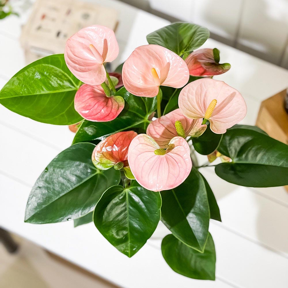 PLANCHU 観葉植物 アンスリウム スピリット 6号鉢 受け皿付き 育て方説明書付き Anthurium andraeanum ‘Spirit’ アンスリューム アロイド 鉢花 ピンク系