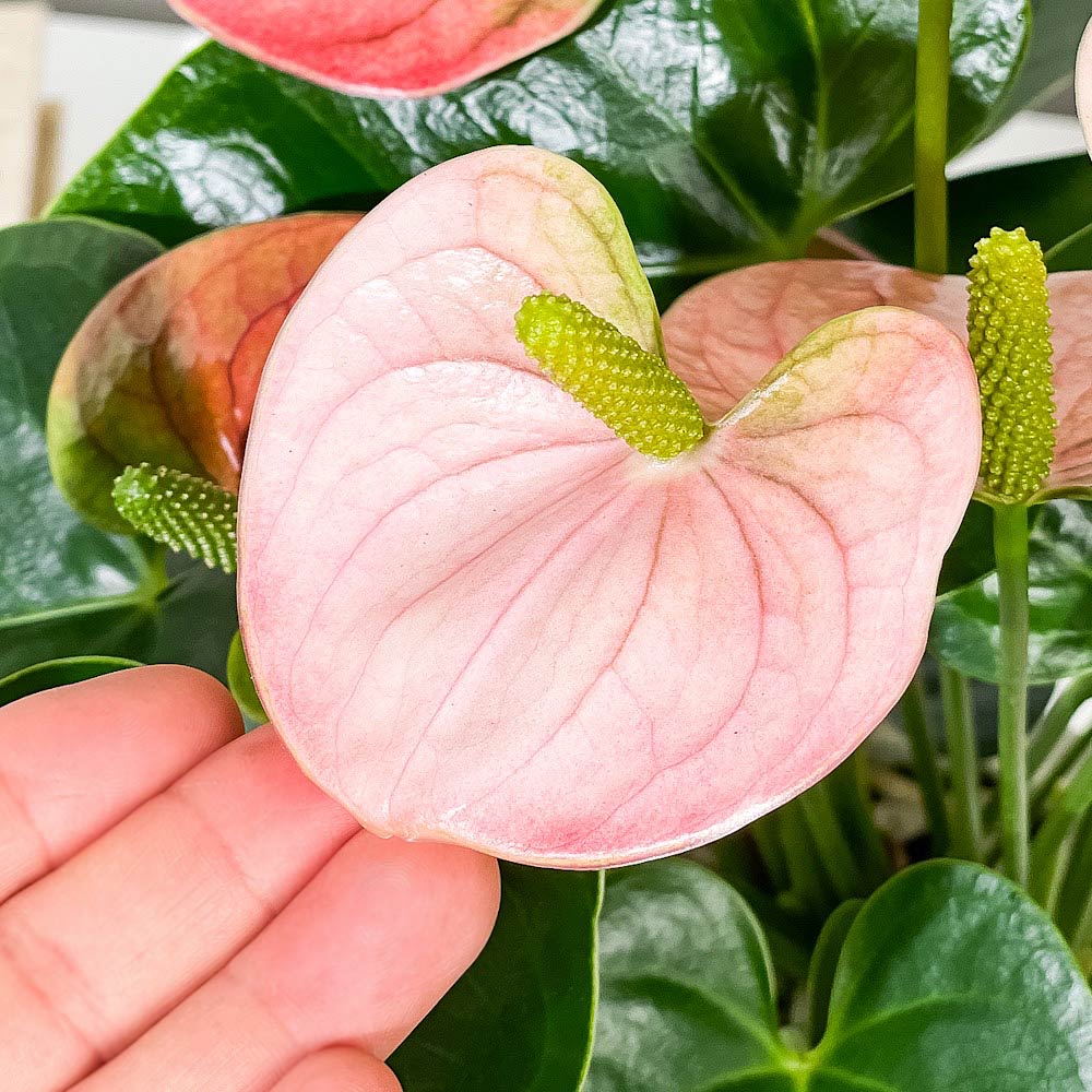 PLANCHU 観葉植物 アンスリウム スピリット 6号鉢 受け皿付き 育て方説明書付き Anthurium andraeanum ‘Spirit’ アンスリューム アロイド 鉢花 ピンク系