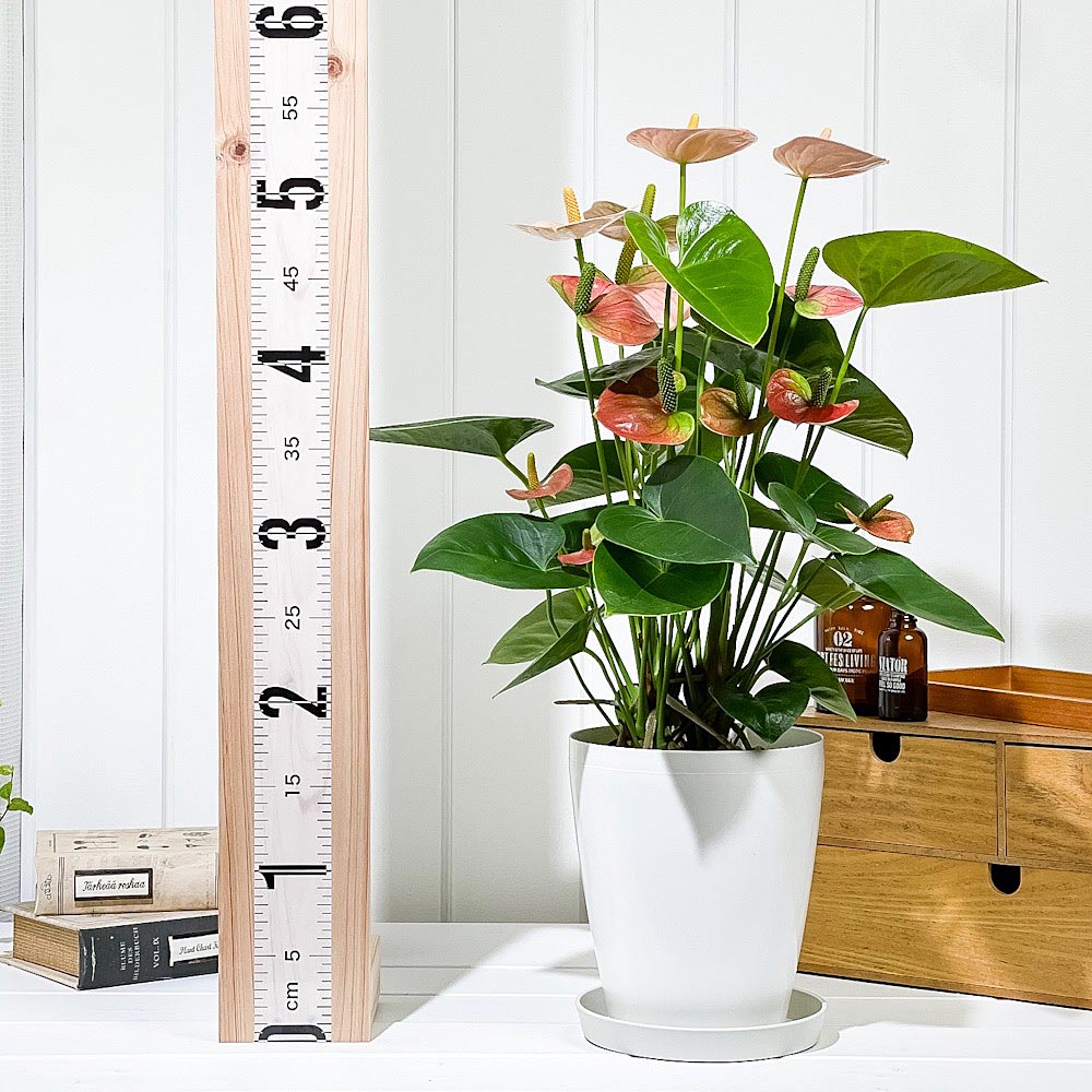 PLANCHU 観葉植物 アンスリウム スピリット 6号鉢 受け皿付き 育て方説明書付き Anthurium andraeanum ‘Spirit’ アンスリューム アロイド 鉢花 ピンク系