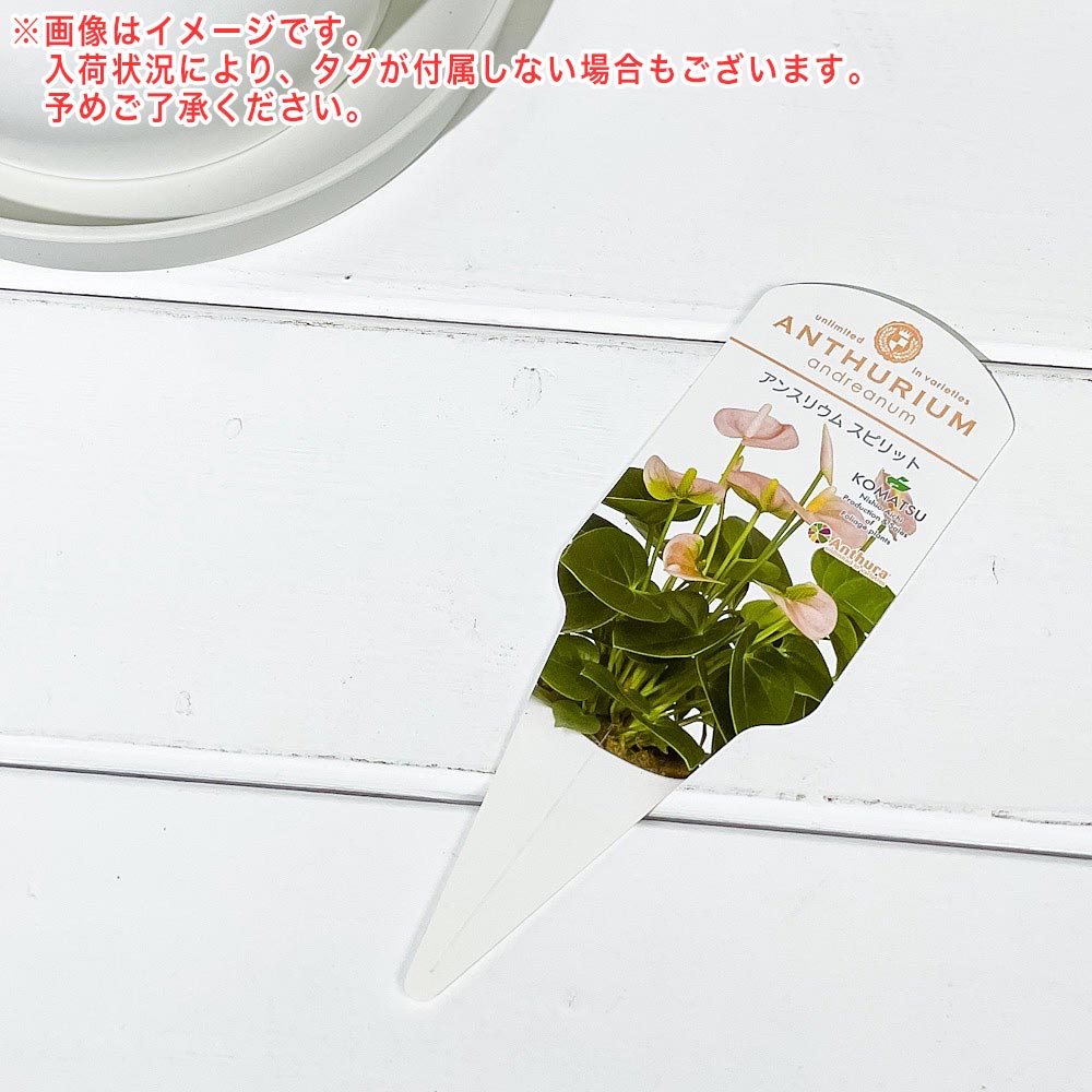 PLANCHU 観葉植物 アンスリウム スピリット 6号鉢 受け皿付き 育て方説明書付き Anthurium andraeanum ‘Spirit’ アンスリューム アロイド 鉢花 ピンク系