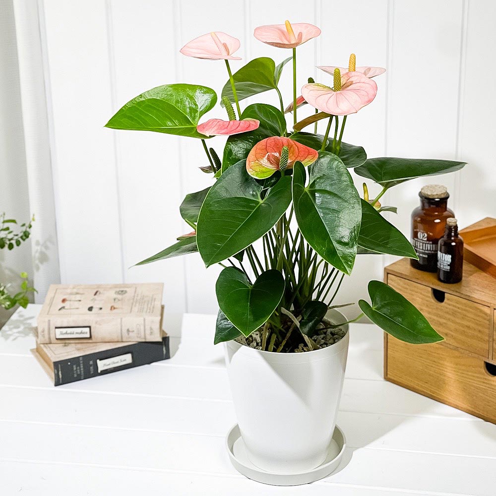 PLANCHU 観葉植物 アンスリウム スピリット 6号鉢 受け皿付き 育て方説明書付き Anthurium andraeanum ‘Spirit’ アンスリューム アロイド 鉢花 ピンク系