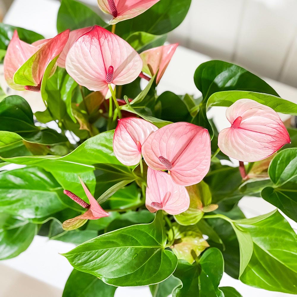PLANCHU 観葉植物 アンスリウム ミスティーク 8号鉢 受け皿付き 育て方説明書付き Anthurium andraeanum ‘Mystique’ アンスリューム アロイド 鉢花 ピンク系
