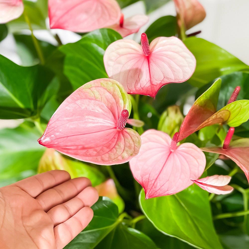 PLANCHU 観葉植物 アンスリウム ミスティーク 8号鉢 受け皿付き 育て方説明書付き Anthurium andraeanum ‘Mystique’ アンスリューム アロイド 鉢花 ピンク系
