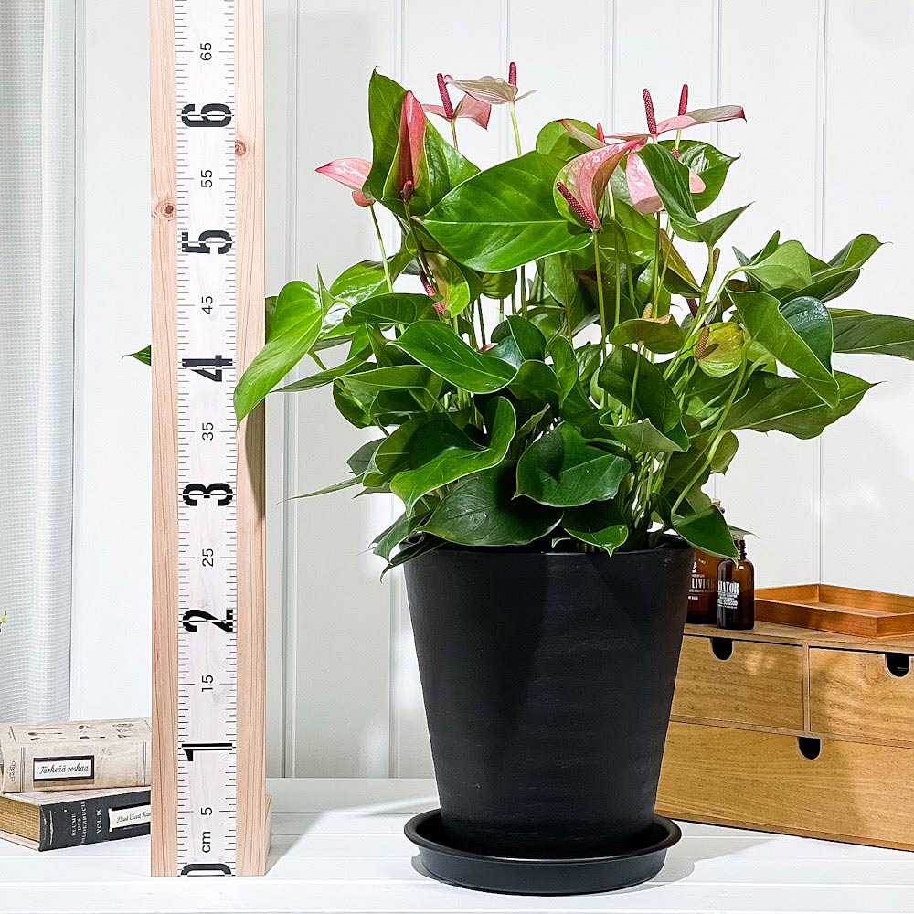 PLANCHU 観葉植物 アンスリウム ミスティーク 8号鉢 受け皿付き 育て方説明書付き Anthurium andraeanum ‘Mystique’ アンスリューム アロイド 鉢花 ピンク系