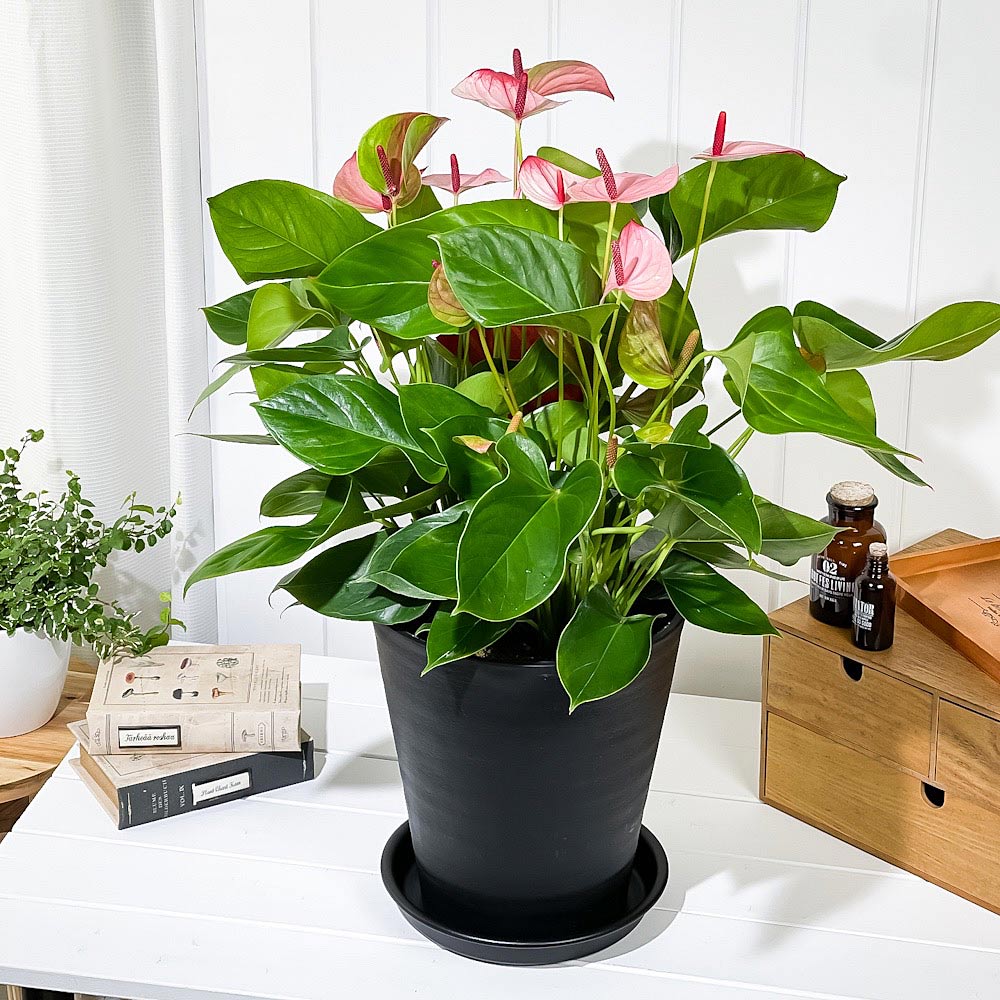 PLANCHU 観葉植物 アンスリウム ミスティーク 8号鉢 受け皿付き 育て方説明書付き Anthurium andraeanum ‘Mystique’ アンスリューム アロイド 鉢花 ピンク系