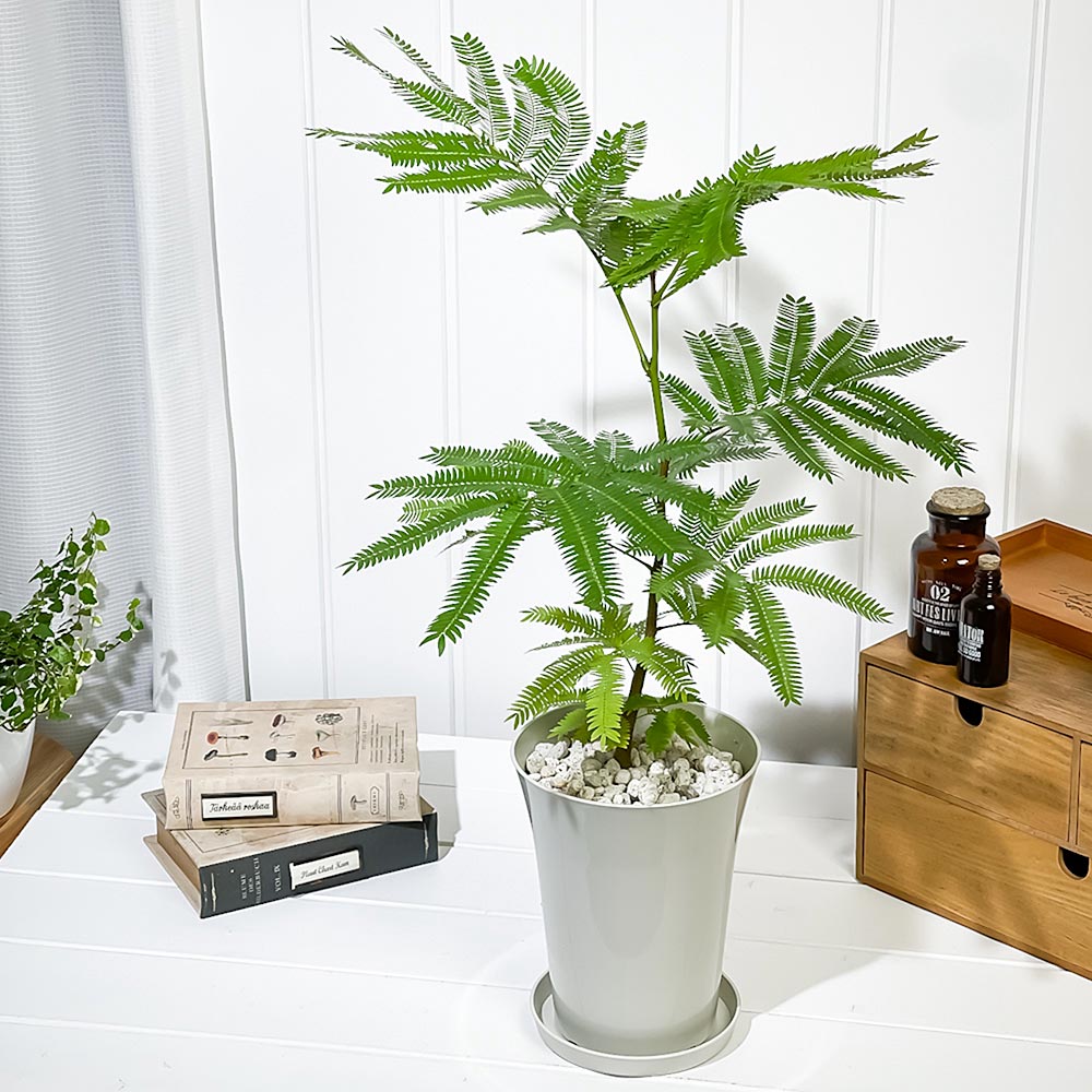 PLANCHU 観葉植物 エバーフレッシュ 5号鉢 受け皿付き 育て方説明書付き Cojoba arborea var. angustifolia ネムノキ