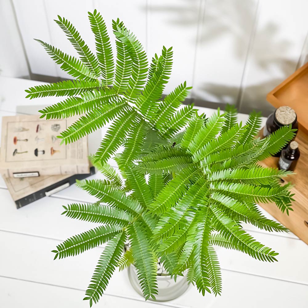 PLANCHU 観葉植物 エバーフレッシュ 5号鉢 受け皿付き 育て方説明書付き Cojoba arborea var. angustifolia ネムノキ