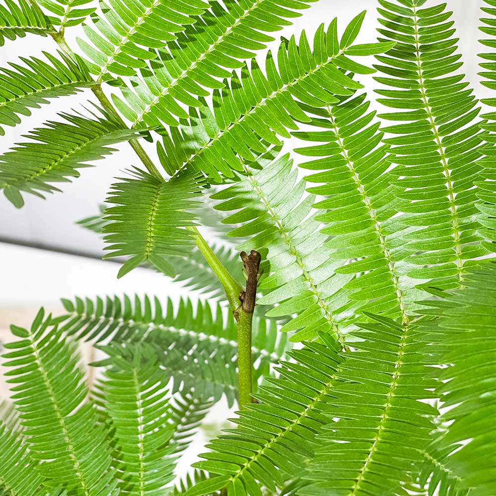 PLANCHU 観葉植物 エバーフレッシュ 5号鉢 受け皿付き 育て方説明書付き Cojoba arborea var. angustifolia ネムノキ