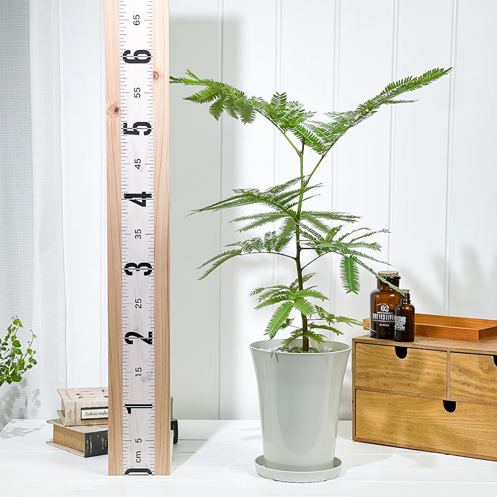 PLANCHU 観葉植物 エバーフレッシュ 5号鉢 受け皿付き 育て方説明書付き Cojoba arborea var. angustifolia ネムノキ