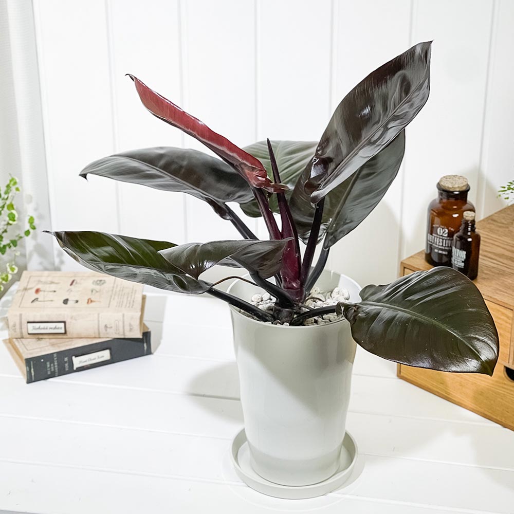 PLANCHU 観葉植物 フィロデンドロン ブラックカーディナル 6号鉢 受け皿付き 育て方説明書付き Philodendron ‘Black Cardinal’ アロイド