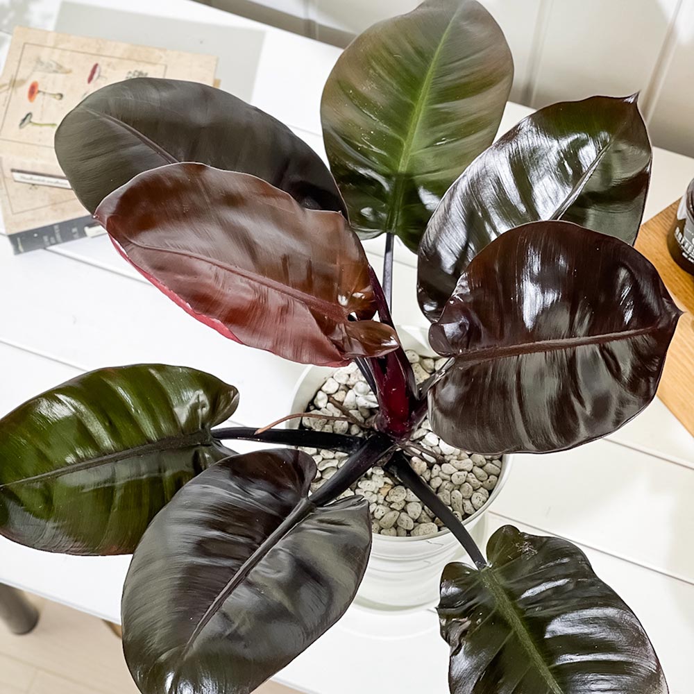 PLANCHU 観葉植物 フィロデンドロン ブラックカーディナル 6号鉢 受け皿付き 育て方説明書付き Philodendron ‘Black Cardinal’ アロイド
