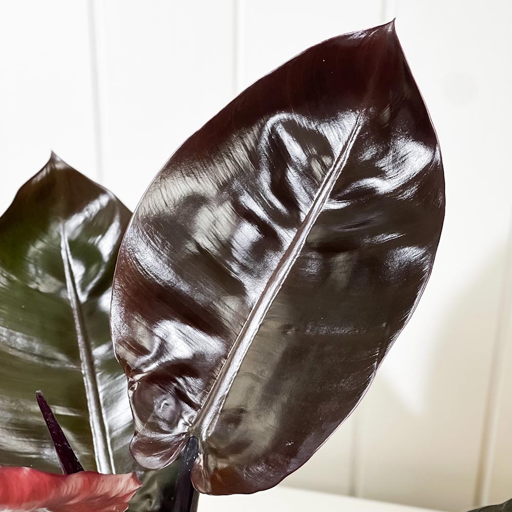 PLANCHU 観葉植物 フィロデンドロン ブラックカーディナル 6号鉢 受け皿付き 育て方説明書付き Philodendron ‘Black Cardinal’ アロイド