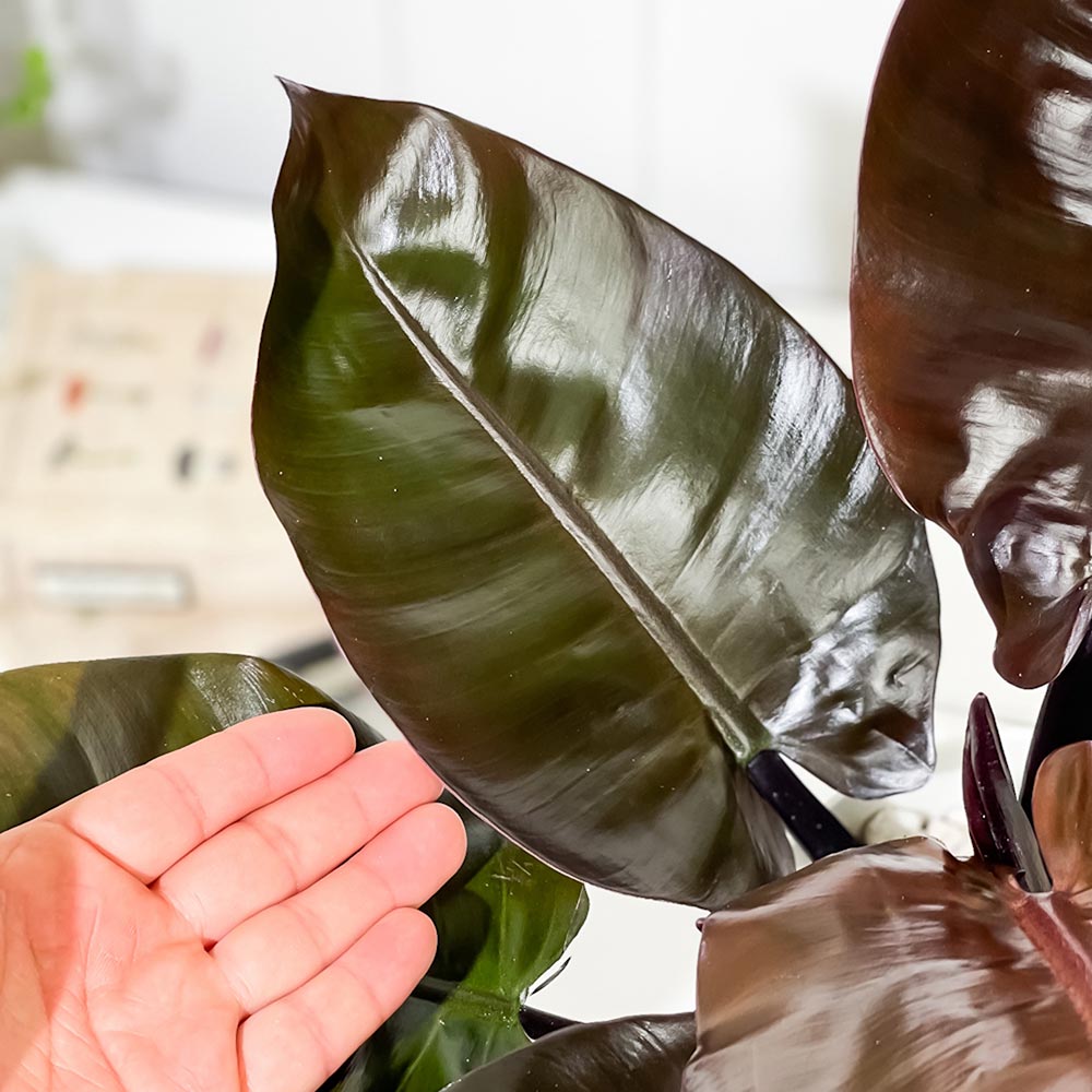 PLANCHU 観葉植物 フィロデンドロン ブラックカーディナル 6号鉢 受け皿付き 育て方説明書付き Philodendron ‘Black Cardinal’ アロイド