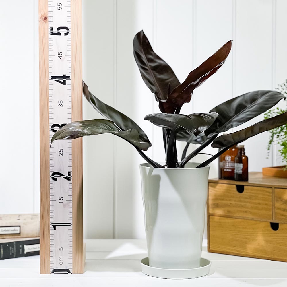 PLANCHU 観葉植物 フィロデンドロン ブラックカーディナル 6号鉢 受け皿付き 育て方説明書付き Philodendron ‘Black Cardinal’ アロイド