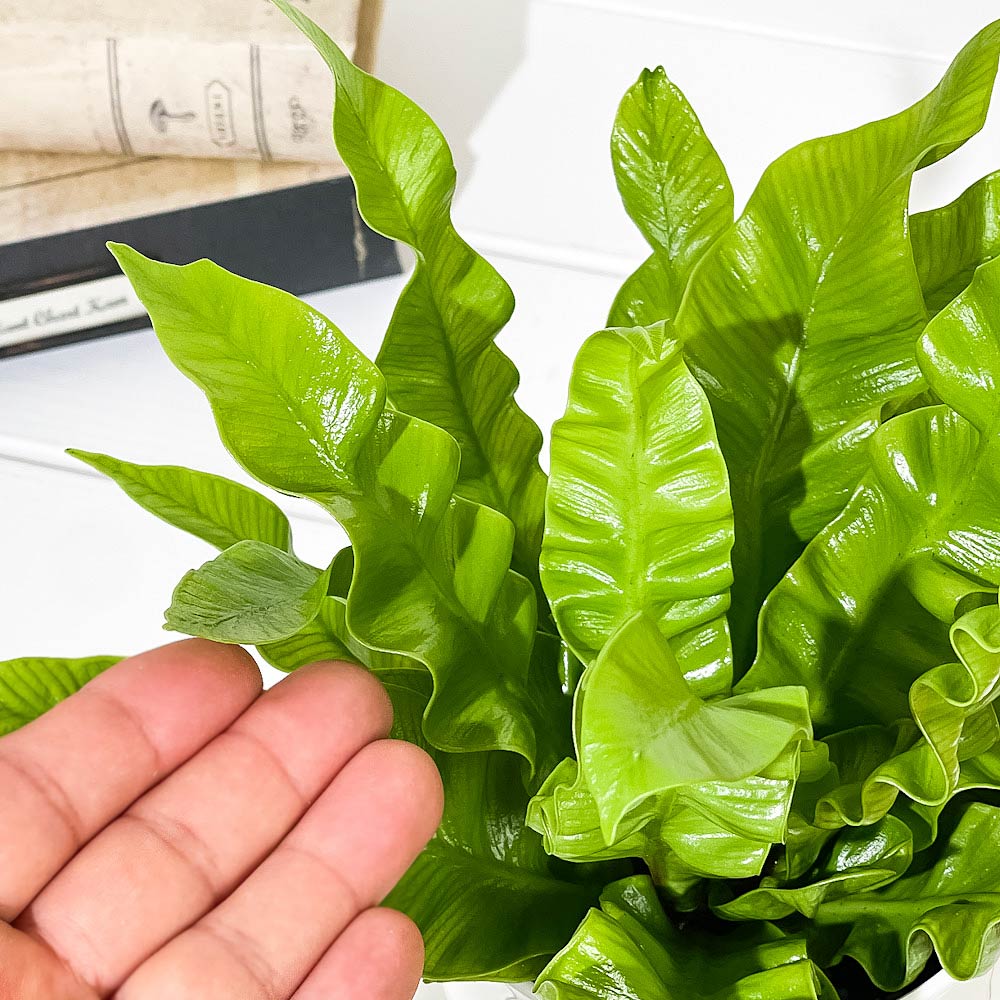 PLANCHU 観葉植物 アスプレニウム エメラルドウェーブ 4号鉢 受け皿付き 育て方説明書付き PVP Asplenium nidus ‘Emerald’ シダ植物