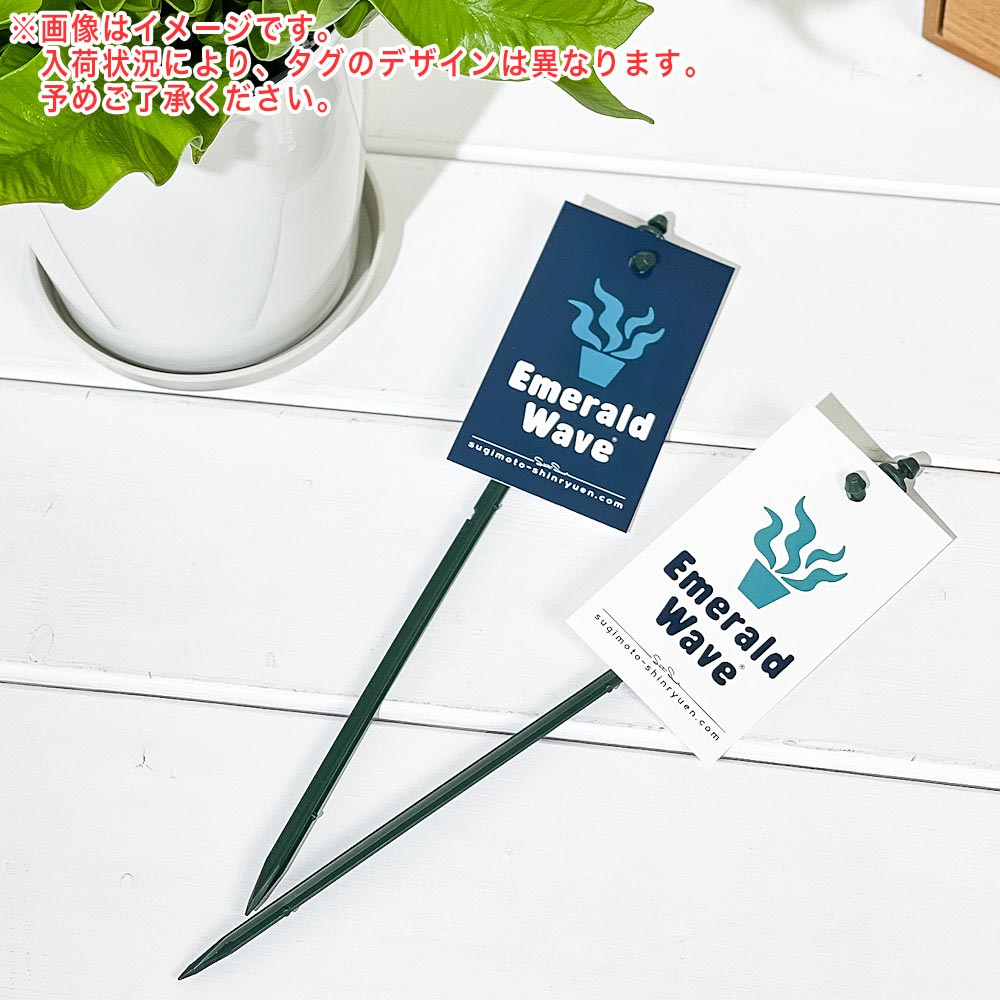 PLANCHU 観葉植物 アスプレニウム エメラルドウェーブ 4号鉢 受け皿付き 育て方説明書付き PVP Asplenium nidus ‘Emerald’ シダ植物