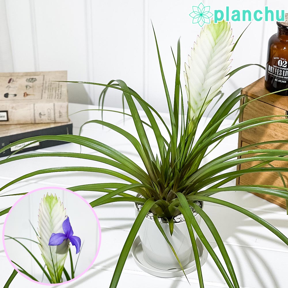 PLANCHU 観葉植物 ワリシア キアネア ホワイト 3.5号鉢 受け皿付き
