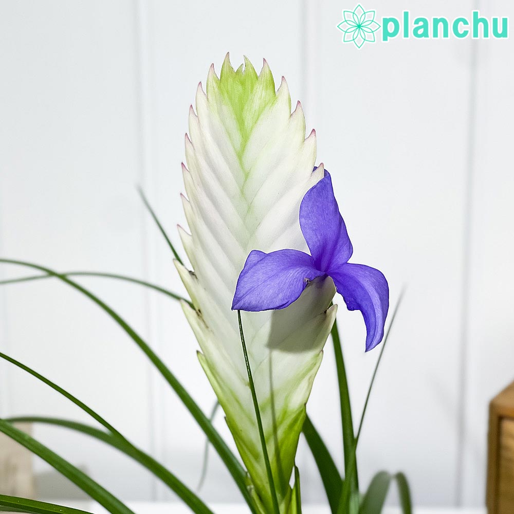 PLANCHU 観葉植物 ワリシア キアネア ホワイト 3.5号鉢 受け皿付き 育て方説明書付き Wallisia cyanea cv. ハナアナナス ブロメリア ティランジア