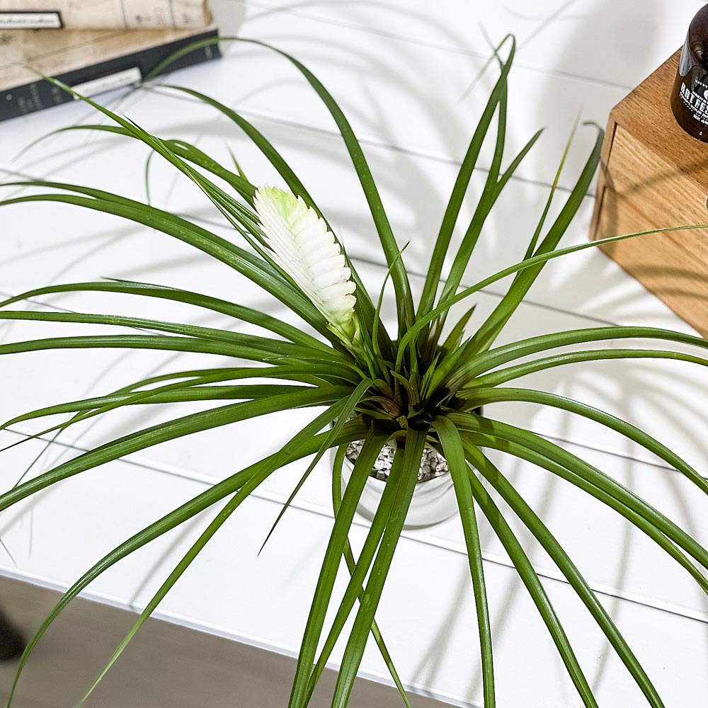 PLANCHU 観葉植物 ワリシア キアネア ホワイト 3.5号鉢 受け皿付き 育て方説明書付き Wallisia cyanea cv. ハナアナナス ブロメリア ティランジア