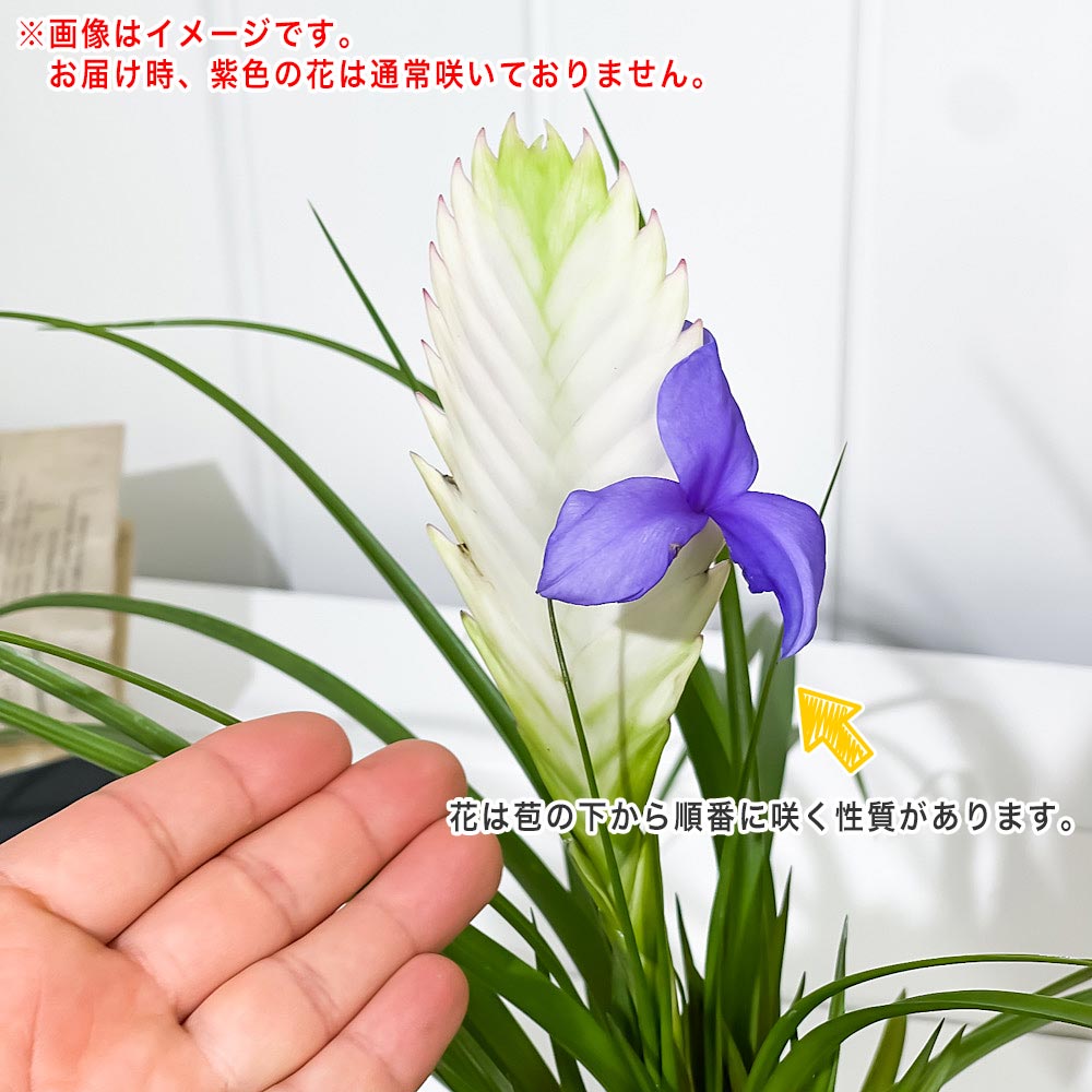 PLANCHU 観葉植物 ワリシア キアネア ホワイト 3.5号鉢 受け皿付き 育て方説明書付き Wallisia cyanea cv. ハナアナナス ブロメリア ティランジア