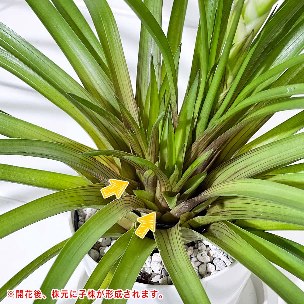 PLANCHU 観葉植物 ワリシア キアネア ホワイト 3.5号鉢 受け皿付き 育て方説明書付き Wallisia cyanea cv. ハナアナナス ブロメリア ティランジア