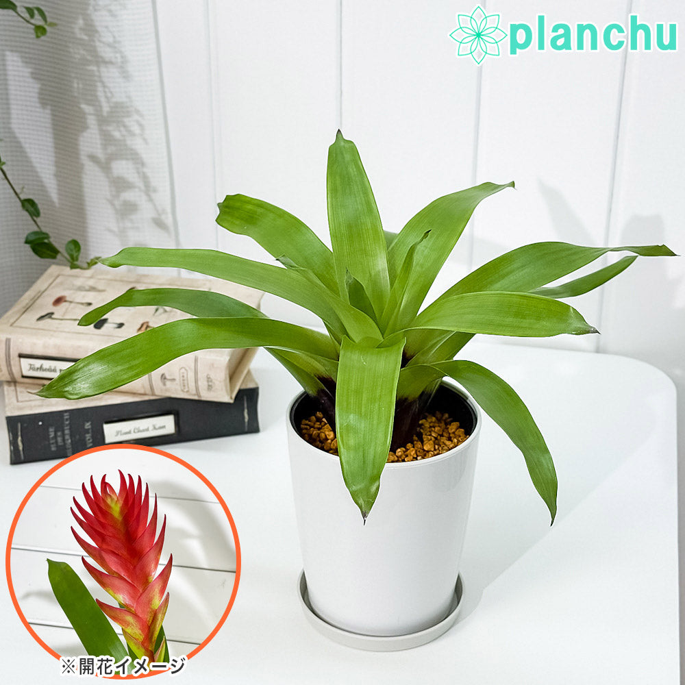 PLANCHU 観葉植物 フリーセア バカンス 4号鉢 受け皿付き 育て方説明書付き Vriesea Poelmanii Group cv. オオインコアナナス ブロメリア タンクブロメリア